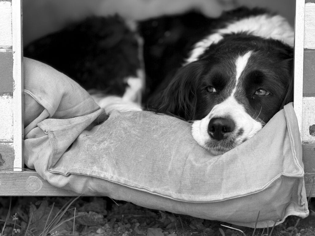 A dog lying down with its nose poking out of its kennel watches something pass by off-camera.
