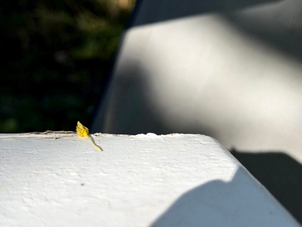 A small flower lying on the edge of a bench.