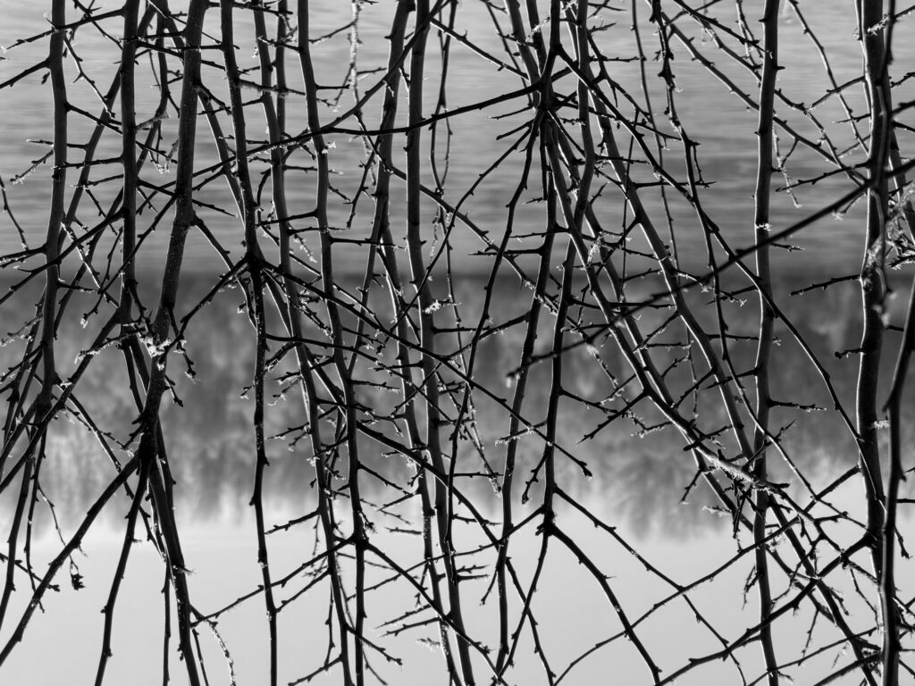 A view of a river in winter through a hedge of thorns. The image is upside down.