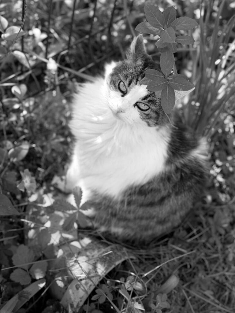 A portrait of a cat under a branch, with the leaves forming a little hat for er.
