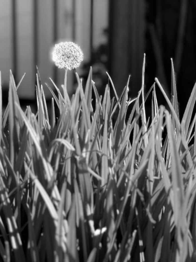 A dandelion flower in bloom, towering over a patch of tall grass in the evening light.
