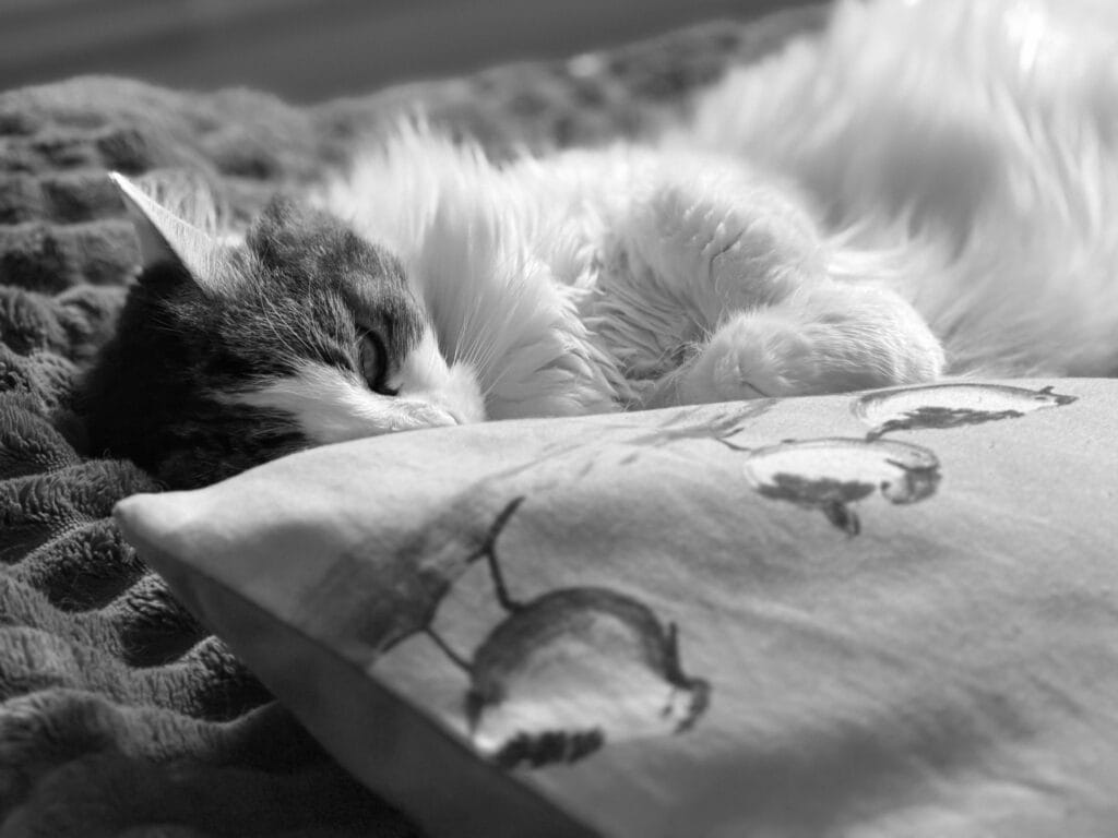 A cat napping on a velvet blanket, er paws resting on a cushion in the foreground.