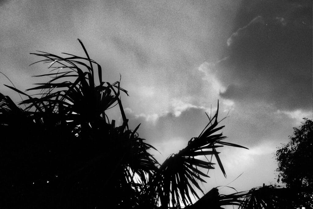 Silhouettes of palm leaves against a stormy sky, with the sun breaking through the clouds.