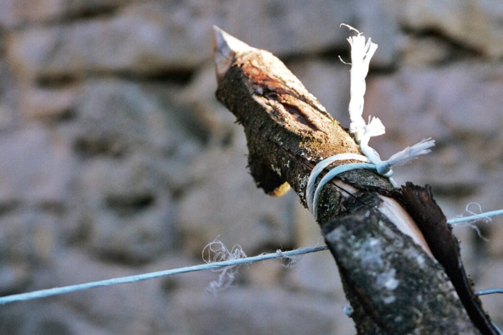 A wooden fence post with a sharp point, around which a taut blue string is wound.