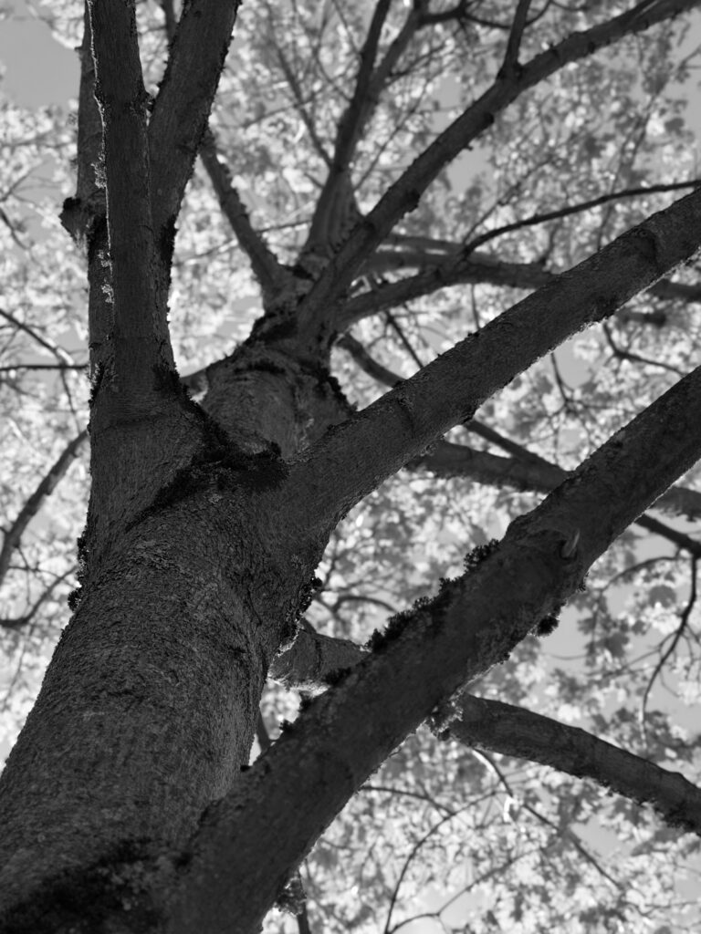 A tree seen from below, with a convergence line running through the trunk, branches and leaves.