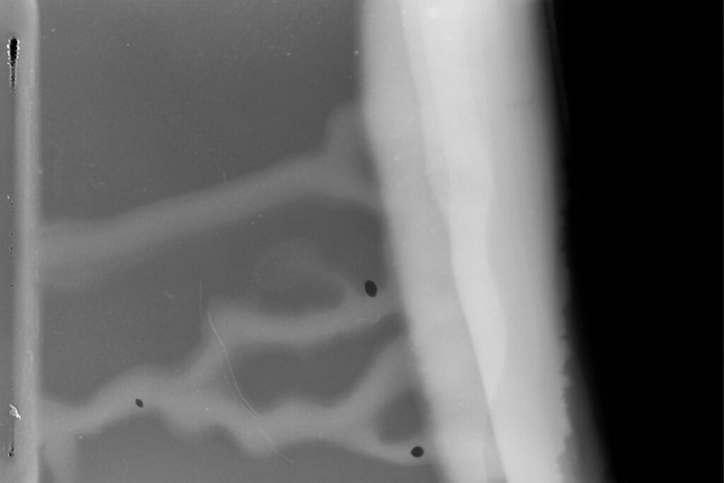 Abstract shapes on a scan of the end of a roll of film.