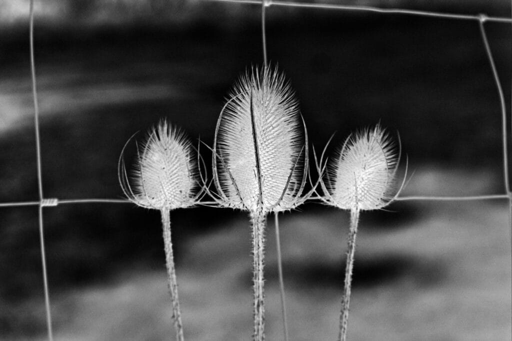 Three thistles in front of a fence. The image is in negative.