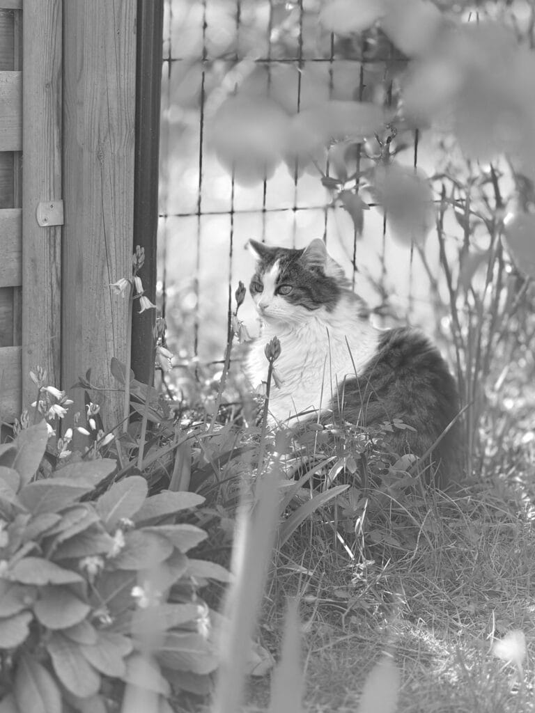 A cat in the garden, amidst the grass, leaves and flowers.