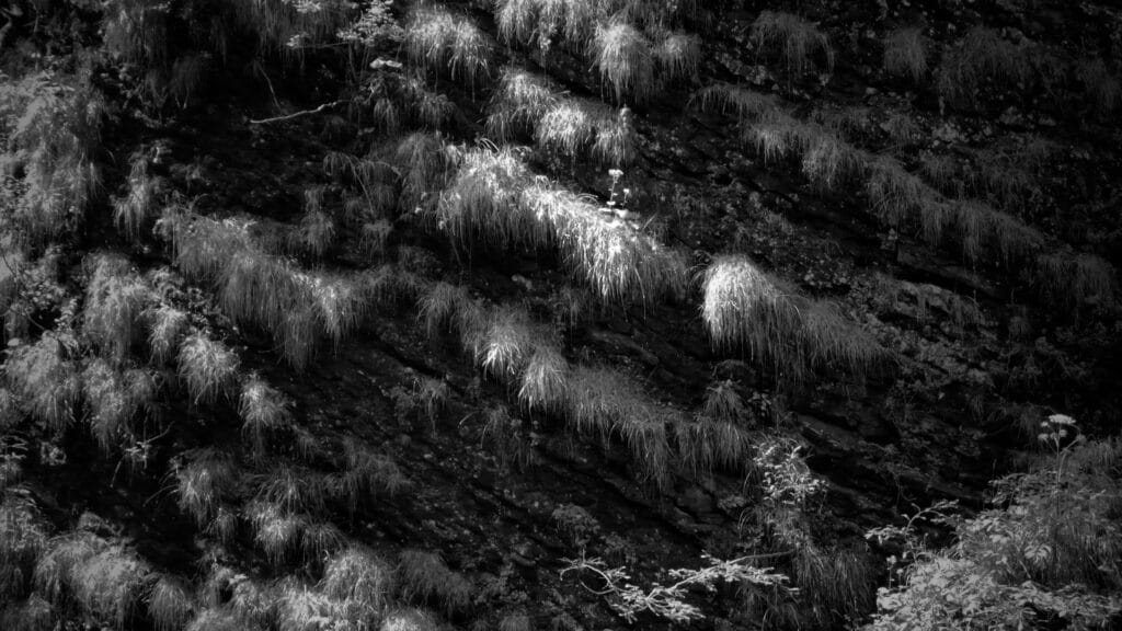 Tall grasses growing between layers of rock.