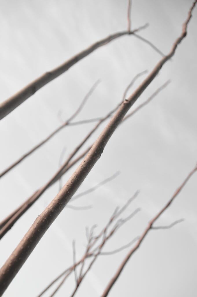 Young, bare tree shoots, from a low angle.