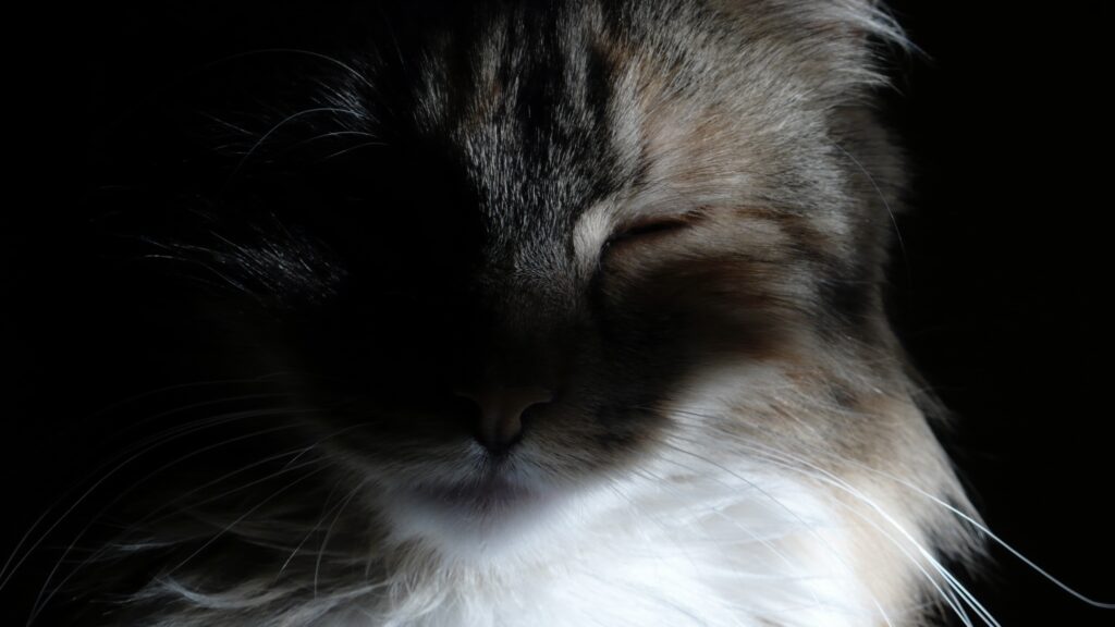 Portrait of a cat in the twilight.