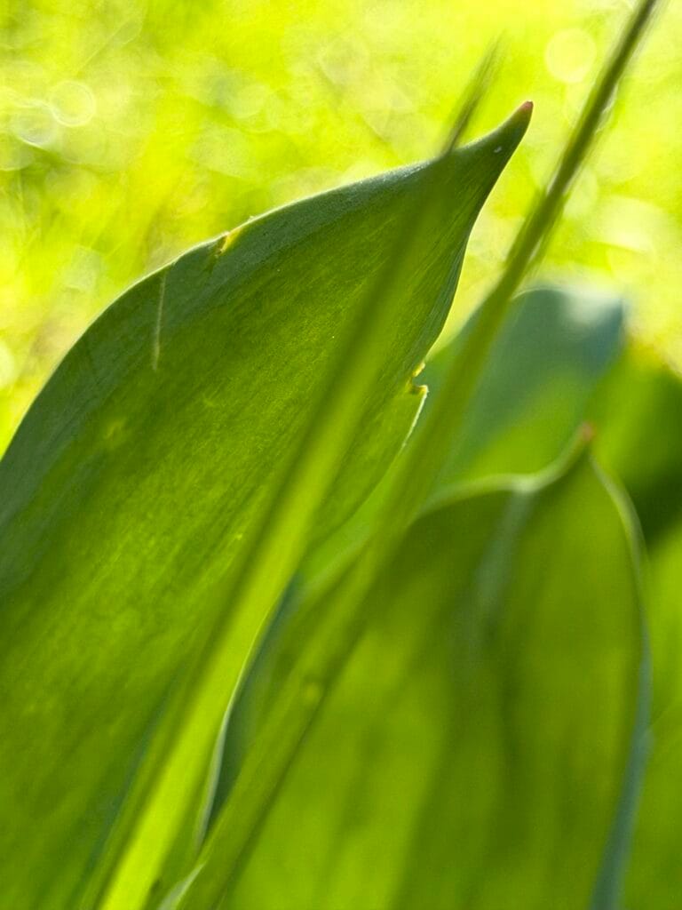 Very green tulip leaves.