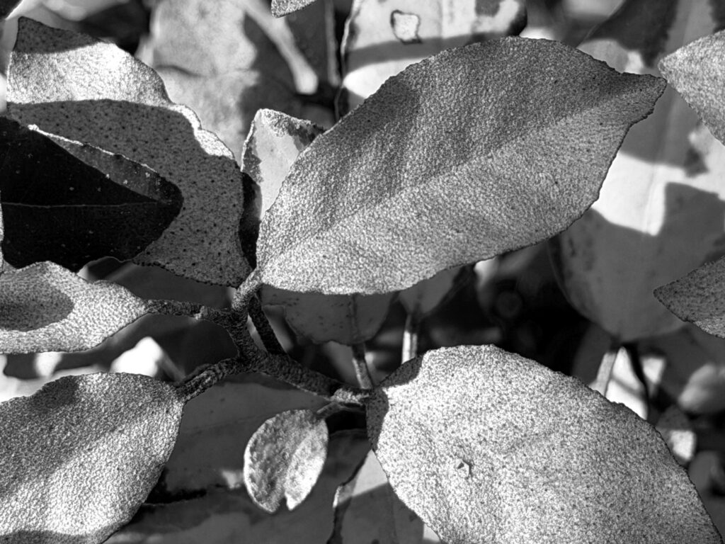 A jumble of silvery shrub leaves.