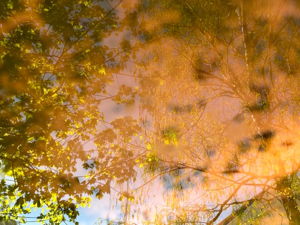 Trees reflected in a pond, bathed in spring light, with a blue sky behind.