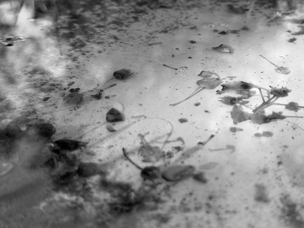 Plant debris at the bottom of a drinking trough.