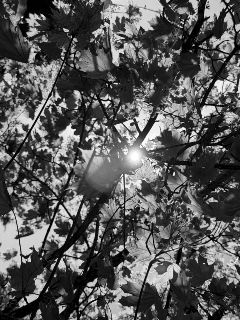 Maple branches and leaves backlit by the spring sunshine.