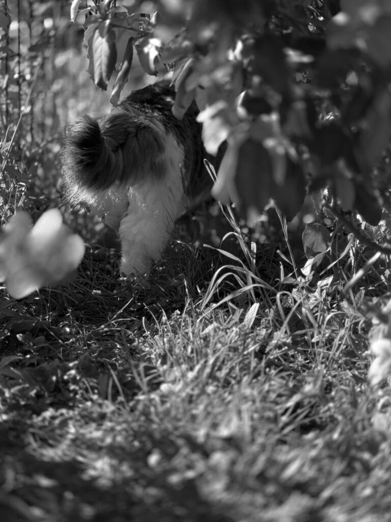 A scene showing a cat passing among the bushes, with only its back visible.