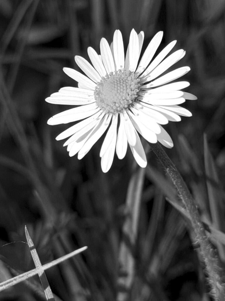 Portrait of a daisy.