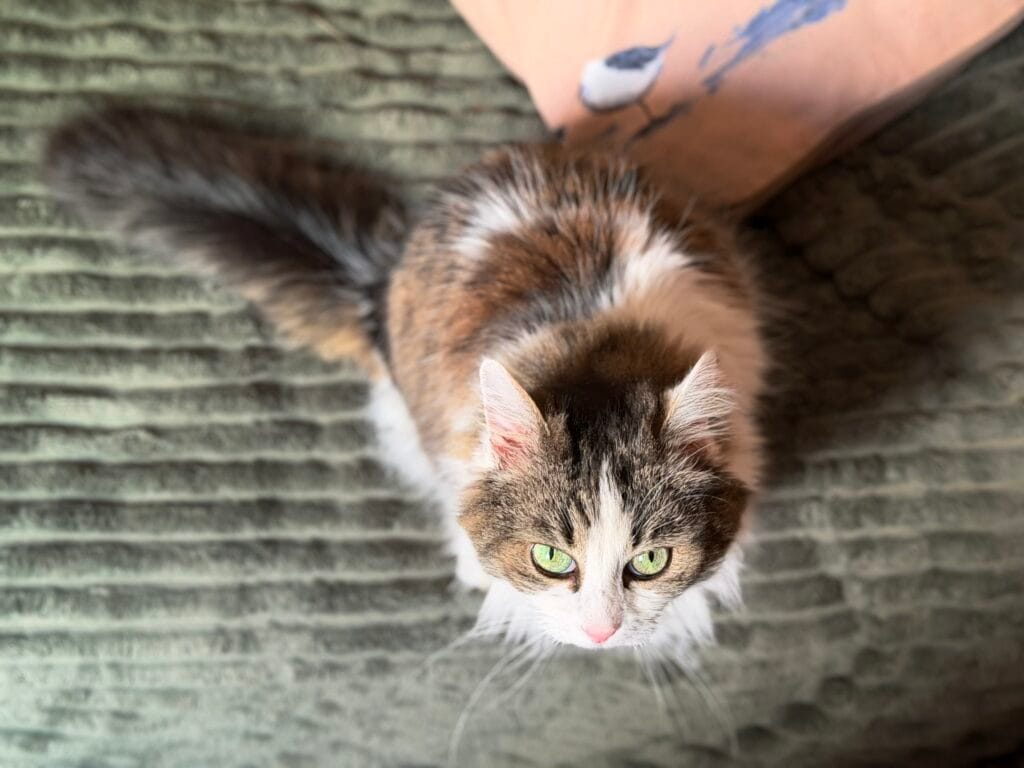 A cat sitting on a blanket lifts er head and looks straight at the camera lens.