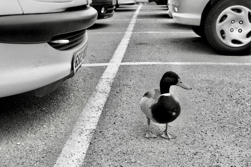 A duck is wandering amongst the cars in a parking lot.
