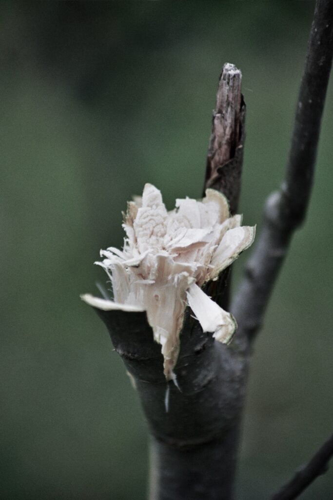 A shredded shrub branch.