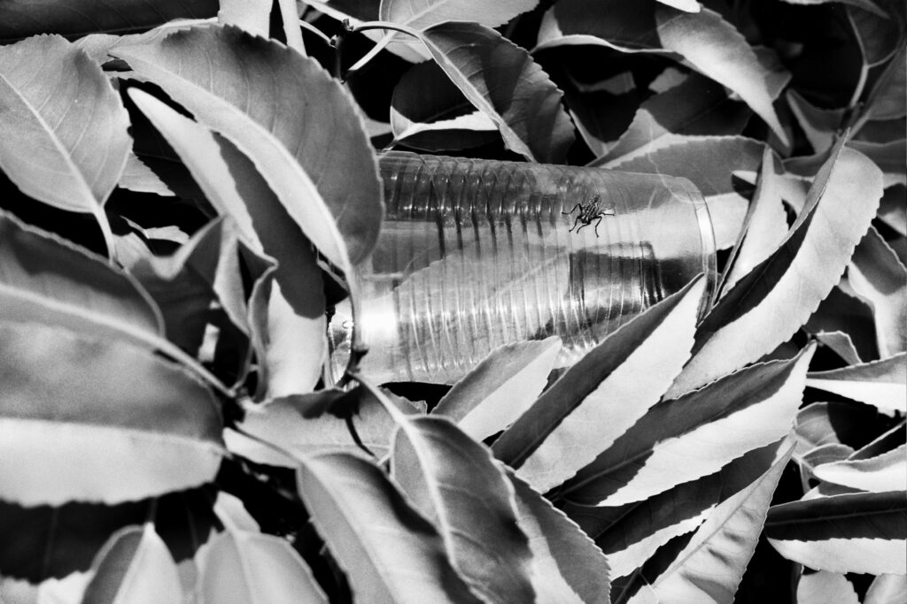 A plastic cup left in a bush, with a fly walking on it.