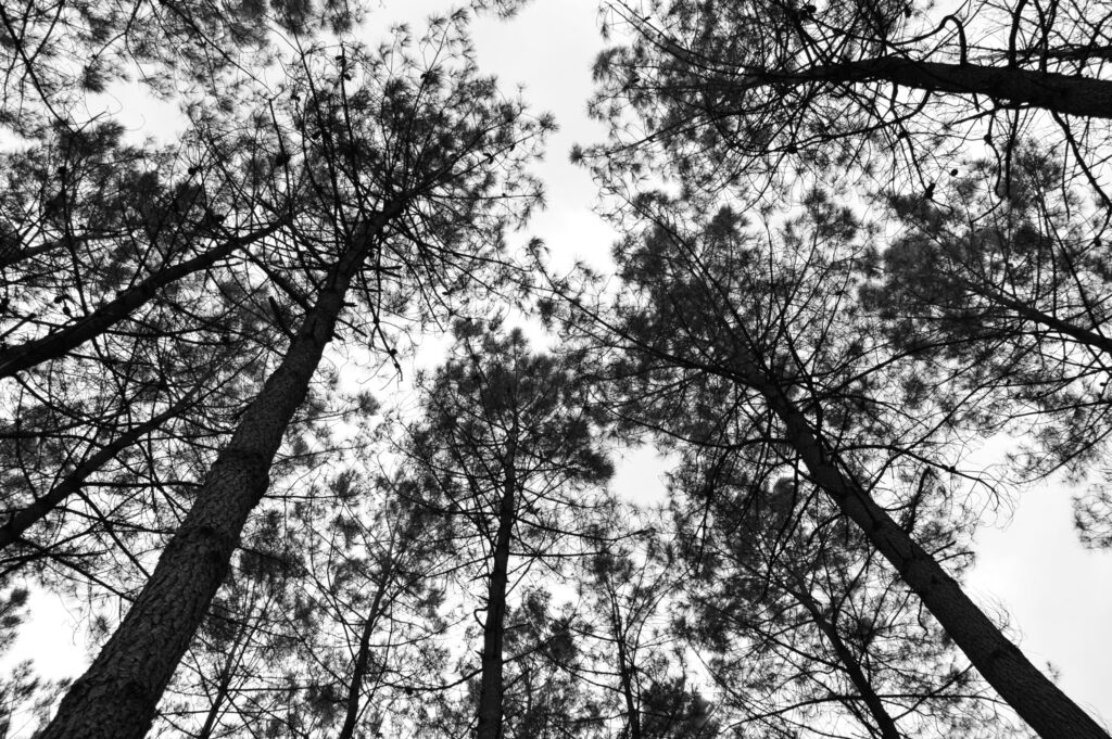 A pine forest seen from a low angle. The treetops converge towards the sky.