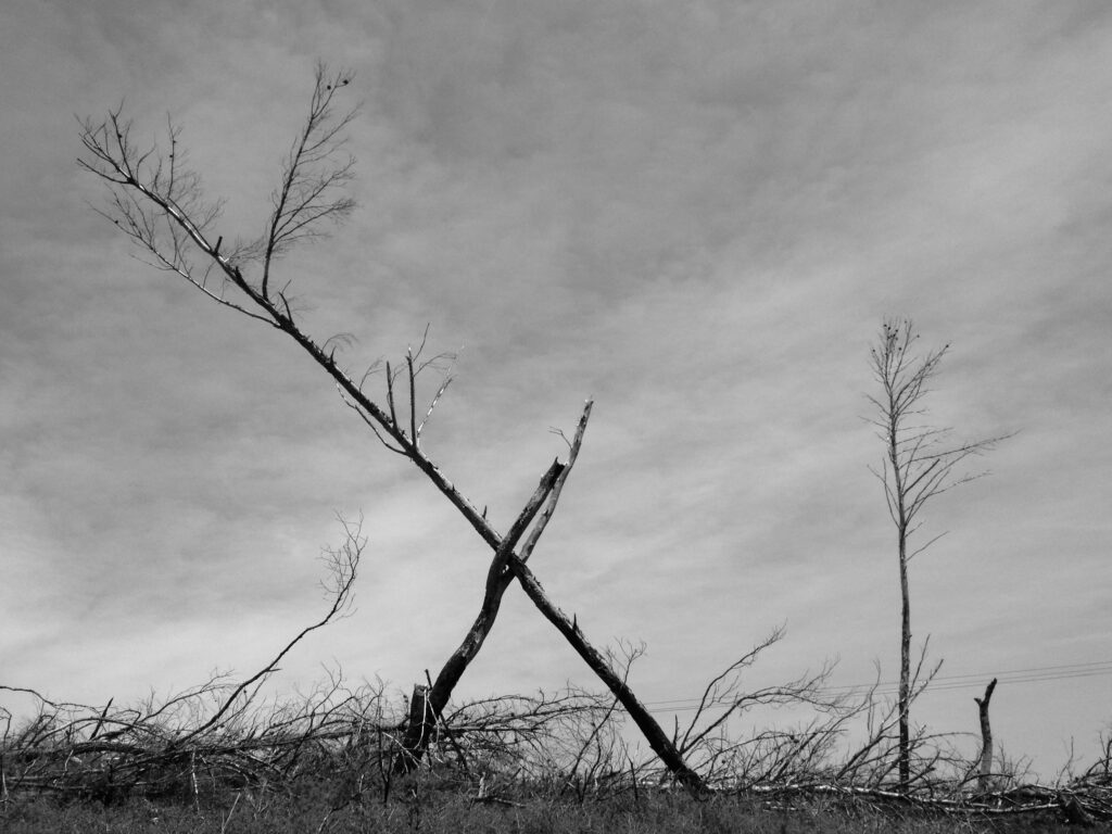 A tangle of charred shrubs against a backdrop of overcast skies.