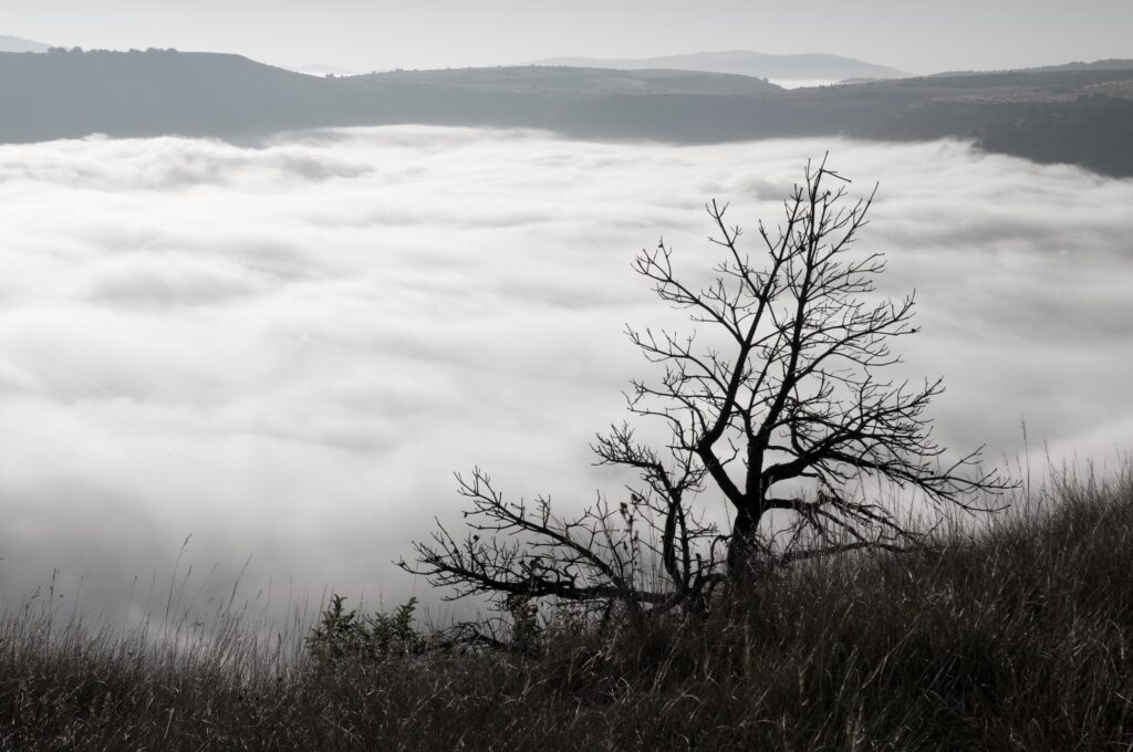 View of a sea of ​​clouds between mountains with a bare shrub in the foreground.