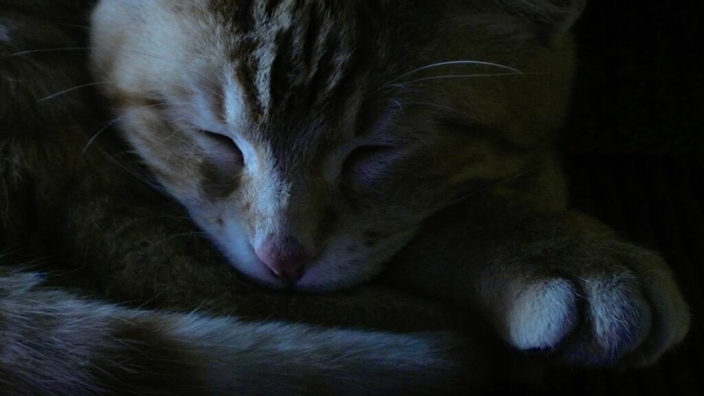 Portrait of a sleeping ginger cat.