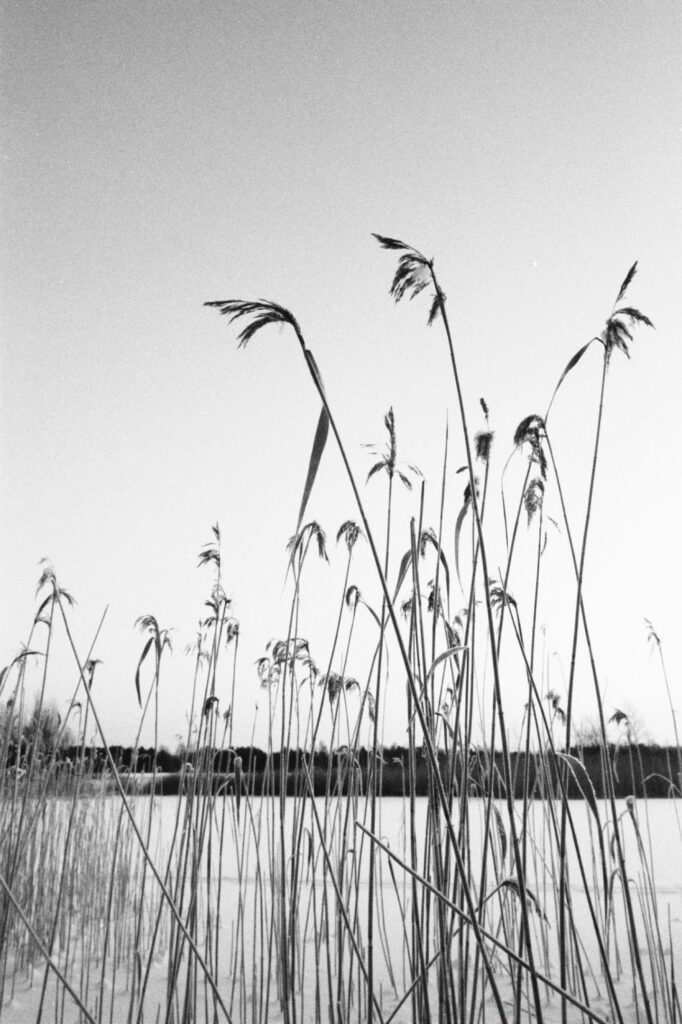 View of a frozen expanse of water with grasses in the foreground.